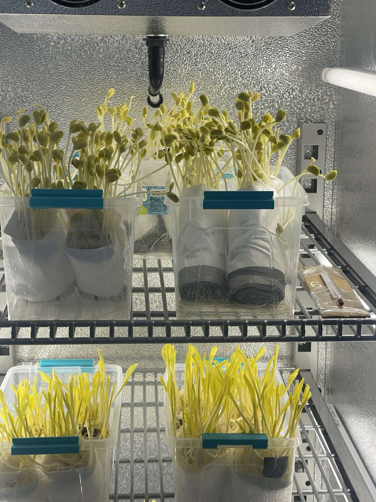 Акредитована лабораторія у Білій Церкві надає послуги з аналізу насіння